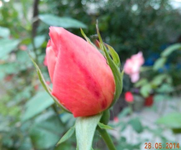 Name:  Resim 218.jpg
Views: 1372
Size:  30.3 KB