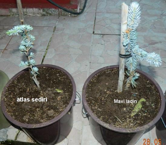 Name:  Kopyas Resim 203.jpg
Views: 1297
Size:  60.9 KB