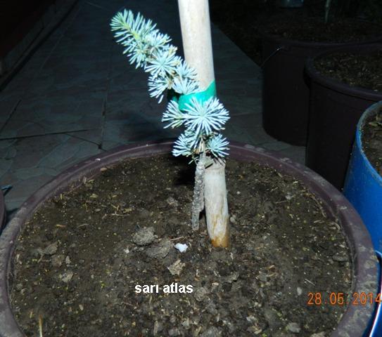 Name:  Kopyas Resim 204.jpg
Views: 1287
Size:  57.5 KB