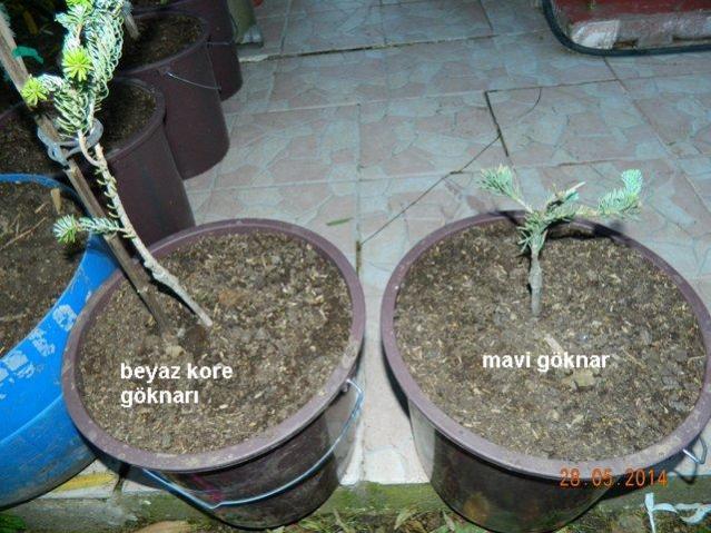 Name:  Kopyas Resim 205.jpg
Views: 1216
Size:  65.1 KB