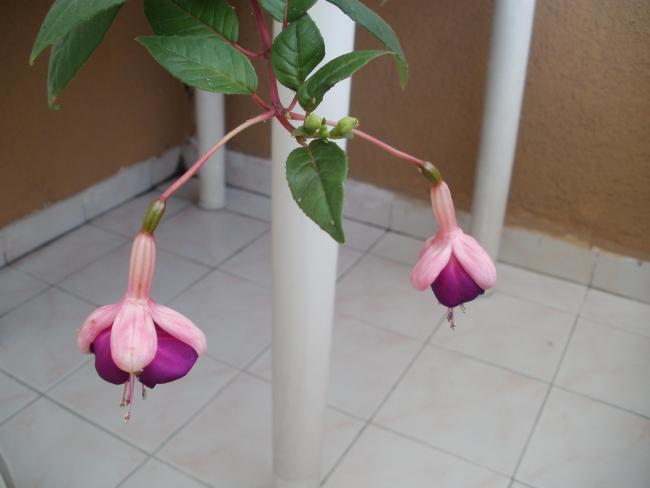 Name:  P1010769a.jpg
Views: 366
Size:  25.1 KB