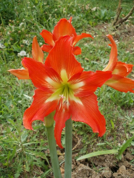 Name:  P1010777a.jpg
Views: 428
Size:  74.7 KB