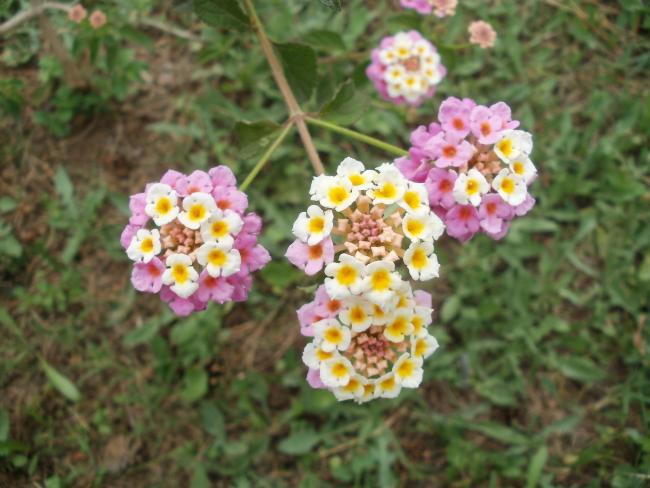 Name:  P1010782a.jpg
Views: 392
Size:  47.9 KB