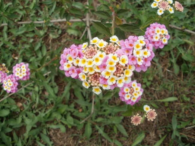 Name:  P1010779a.jpg
Views: 406
Size:  57.3 KB