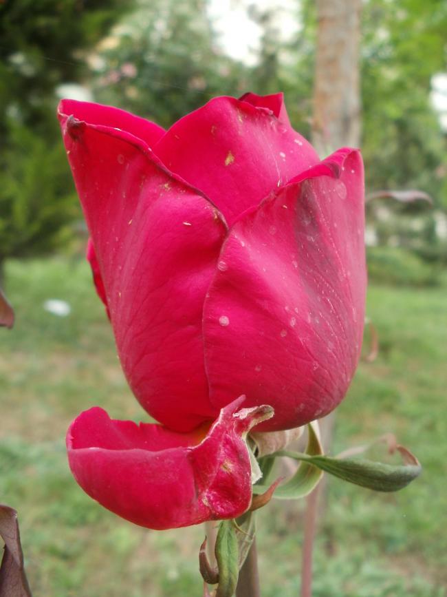 Name:  P1010784a.jpg
Views: 375
Size:  55.0 KB