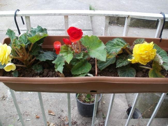 Name:  P1010789a.jpg
Views: 375
Size:  53.9 KB
