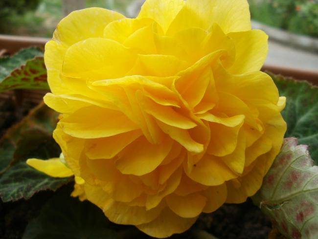 Name:  P1010790a.jpg
Views: 395
Size:  31.2 KB