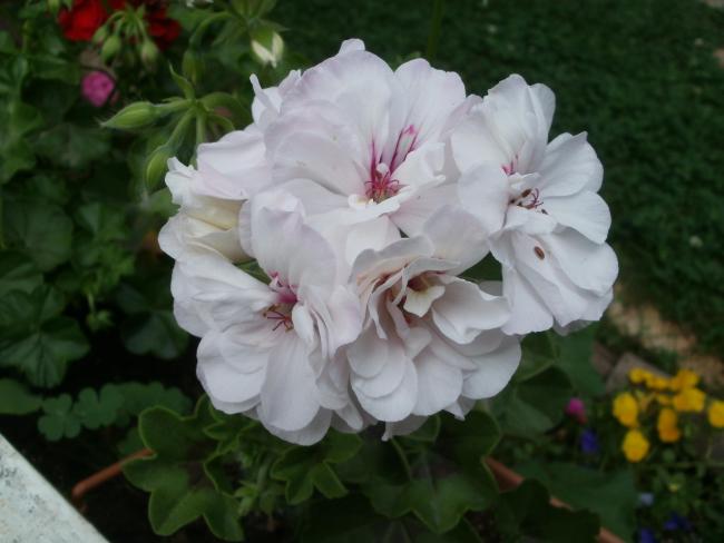 Name:  P1010795a.jpg
Views: 360
Size:  34.5 KB