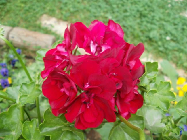 Name:  P1010796a.jpg
Views: 358
Size:  41.3 KB
