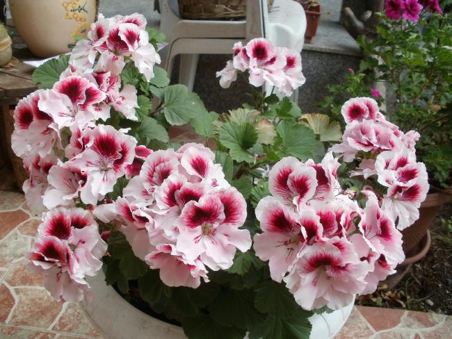 Name:  P1010800a.jpg
Views: 387
Size:  67.4 KB
