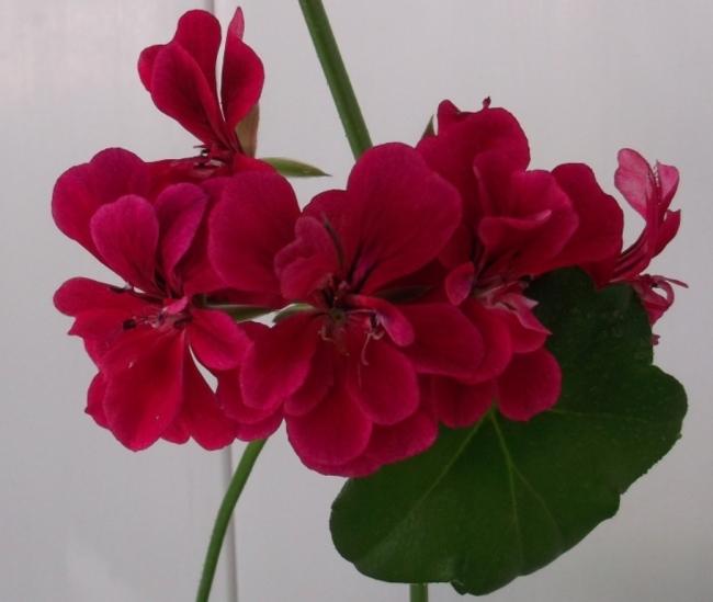 Name:  DSCF4908.jpg
Views: 691
Size:  27.9 KB