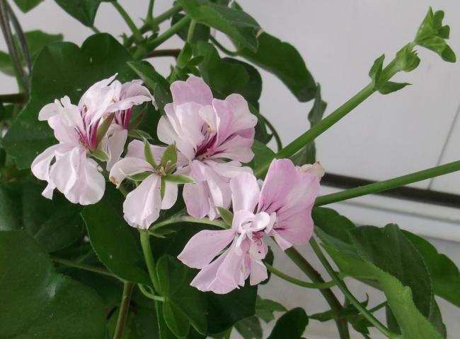 Name:  DSCF4911.jpg
Views: 672
Size:  40.5 KB