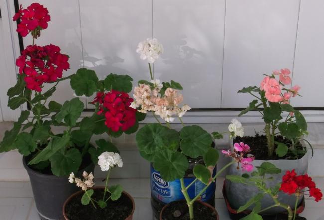 Name:  DSCF4913.jpg
Views: 665
Size:  37.3 KB