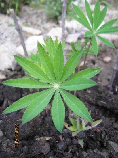 Name:  lupin---.jpg
Views: 969
Size:  34.3 KB