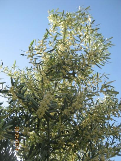 Name:  zeytin.jpg
Views: 673
Size:  53.6 KB