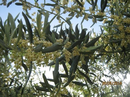 Name:  zeytin1.jpg
Views: 655
Size:  57.7 KB