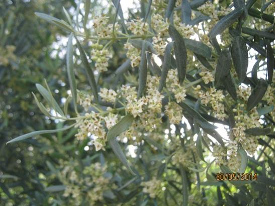 Name:  zeytin2.jpg
Views: 688
Size:  45.1 KB