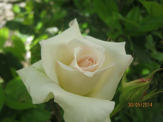 Name:  gl1.jpg
Views: 923
Size:  58.3 KB