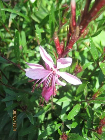 Name:  gaura.jpg
Views: 660
Size:  42.1 KB