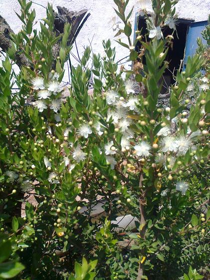 Name:  Fotoraf1044.jpg
Views: 578
Size:  79.4 KB