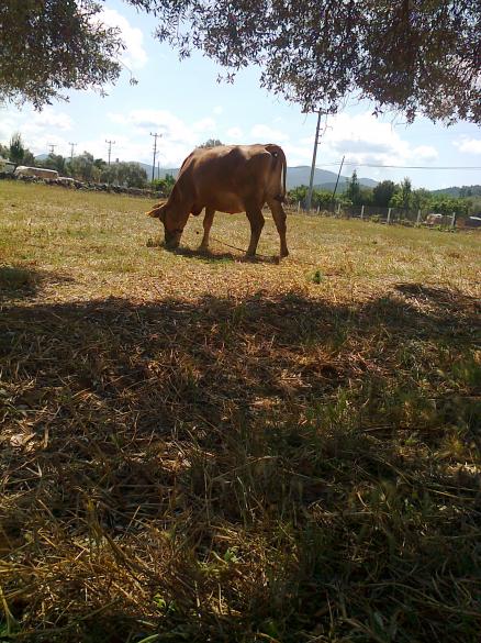 Name:  Fotoraf1040.jpg
Views: 537
Size:  73.0 KB