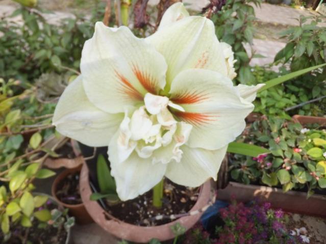 Name:  DSCF7457.jpg
Views: 472
Size:  44.3 KB