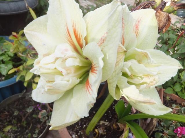 Name:  DSCF7458.jpg
Views: 484
Size:  43.9 KB