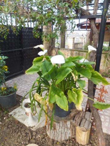 Name:  DSCF7479.jpg
Views: 461
Size:  41.8 KB