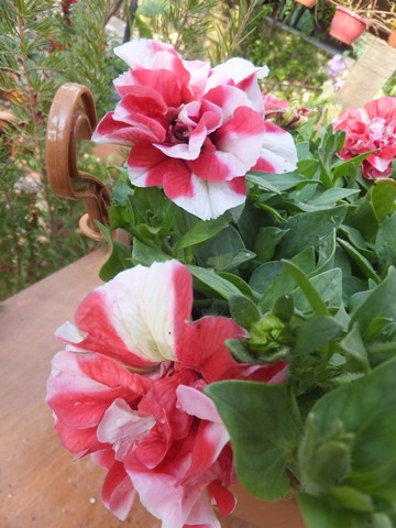 Name:  DSCF7546.jpg
Views: 483
Size:  65.4 KB