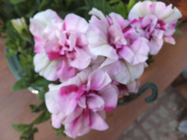 Name:  DSCF7548.jpg
Views: 472
Size:  56.4 KB