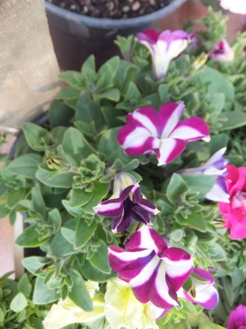 Name:  DSCF7553.jpg
Views: 443
Size:  60.0 KB