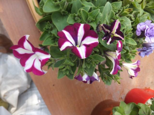 Name:  DSCF7555.jpg
Views: 451
Size:  41.6 KB