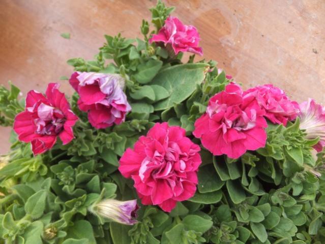Name:  DSCF7558.jpg
Views: 444
Size:  50.1 KB