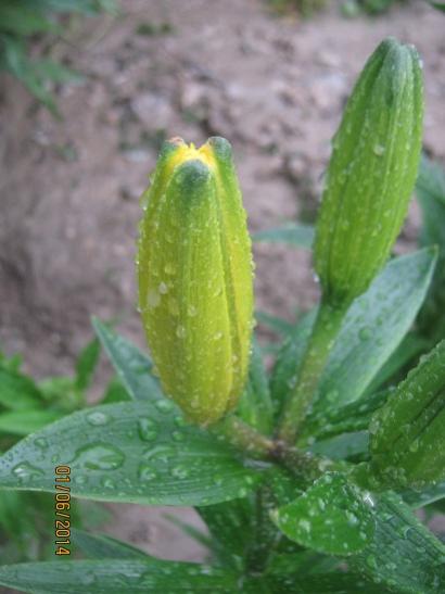 Name:  lilium.jpg
Views: 892
Size:  29.1 KB