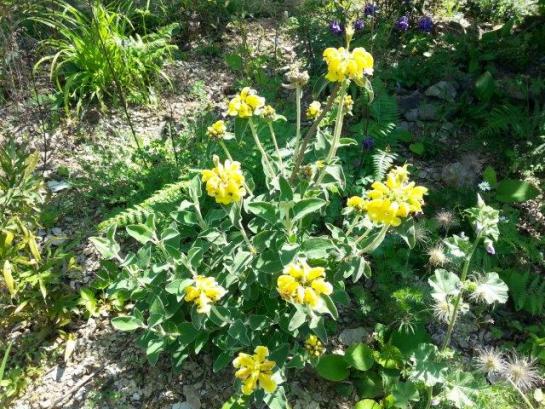 Name:  Phlomis Fruticosa.jpg
Views: 917
Size:  72.7 KB