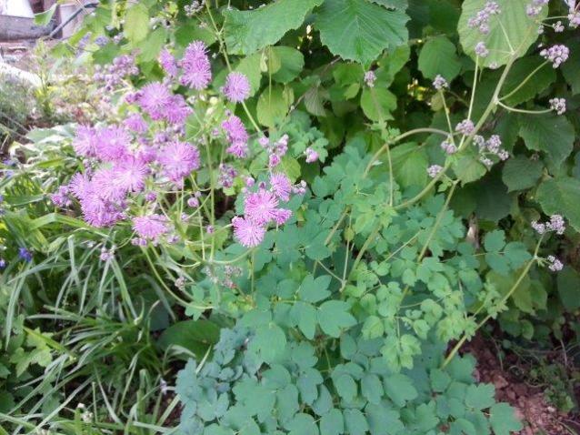 Name:  Thalictrum Aquilegifolium.jpg
Views: 924
Size:  69.3 KB