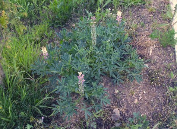 Name:  doal lupin.jpg
Views: 1596
Size:  71.5 KB