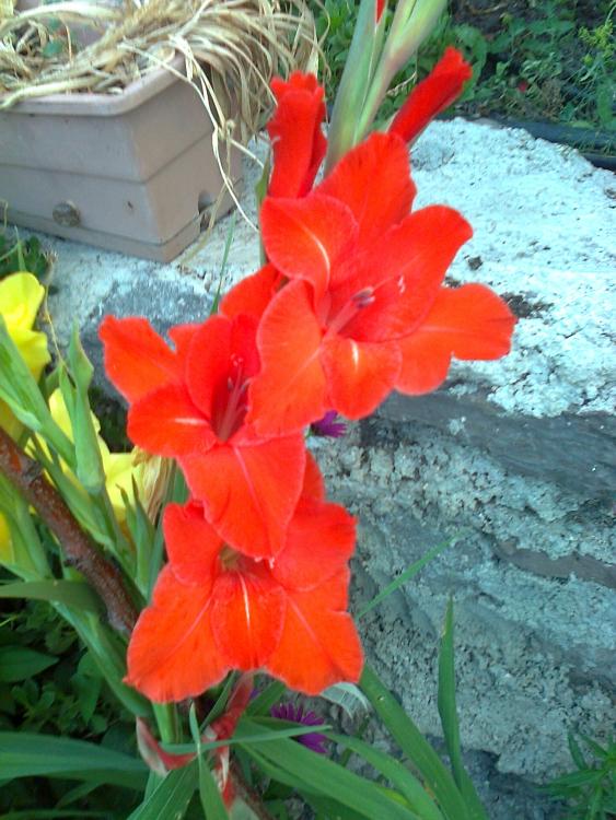 Name:  Fotoraf0968.jpg
Views: 647
Size:  73.8 KB