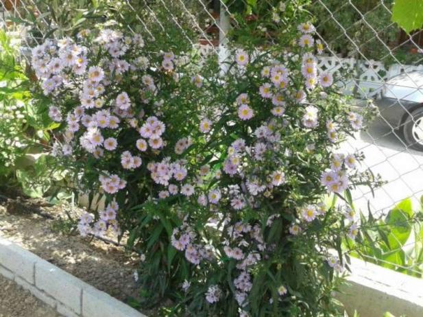 Name:  14-5-aster1-800.jpg
Views: 574
Size:  71.6 KB