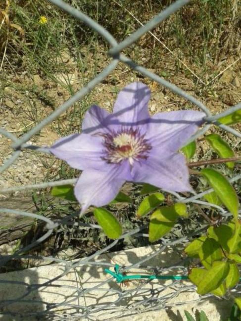 Name:  14-5-clematis-800.jpg
Views: 572
Size:  71.6 KB