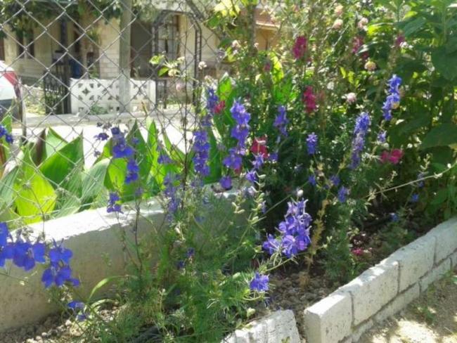 Name:  14-5-hazeran1-800.jpg
Views: 540
Size:  69.6 KB