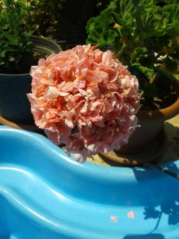 Name:  14-5-sardunya1-800.jpg
Views: 528
Size:  45.8 KB