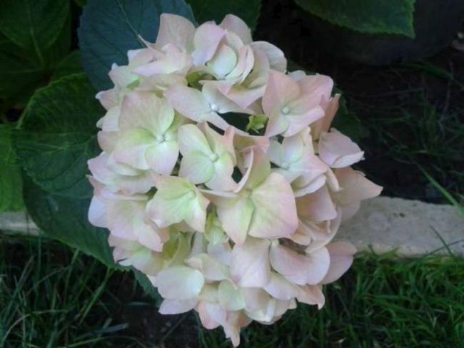 Name:  14-5-ortanca2-800.jpg
Views: 528
Size:  36.7 KB