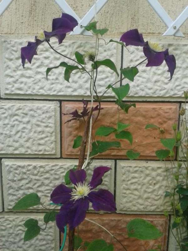 Name:  14-5-clematis-800.jpg
Views: 510
Size:  58.3 KB