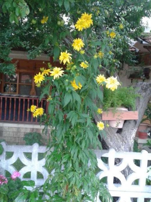 Name:  14-5-valiyi attan indiren1-800.jpg
Views: 531
Size:  68.8 KB