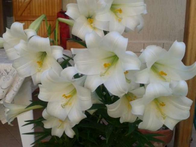 Name:  14-5-zambak3-800.jpg
Views: 516
Size:  33.2 KB