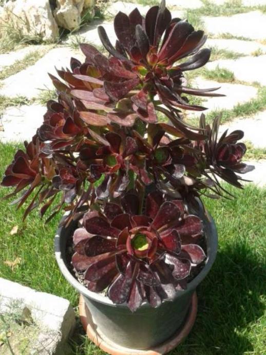 Name:  14-6-enginar-800.jpg
Views: 488
Size:  69.3 KB