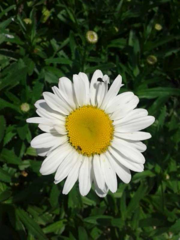 Name:  14-6-papatya1-800.jpg
Views: 546
Size:  38.7 KB