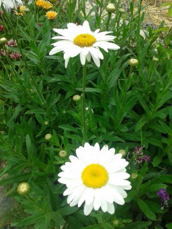 Name:  14-6-papatya4-800.jpg
Views: 518
Size:  60.6 KB