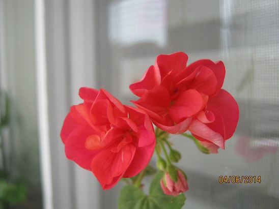 Name:  sardunya.jpg
Views: 739
Size:  54.7 KB